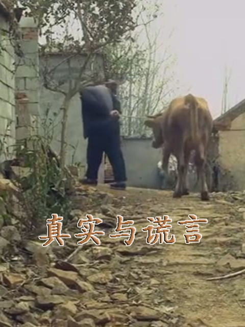 真实与谎言封面图