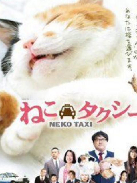 猫咪出租封面图