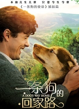 一条狗的回家路封面图