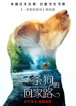 一条狗的回家路（普通话）封面图