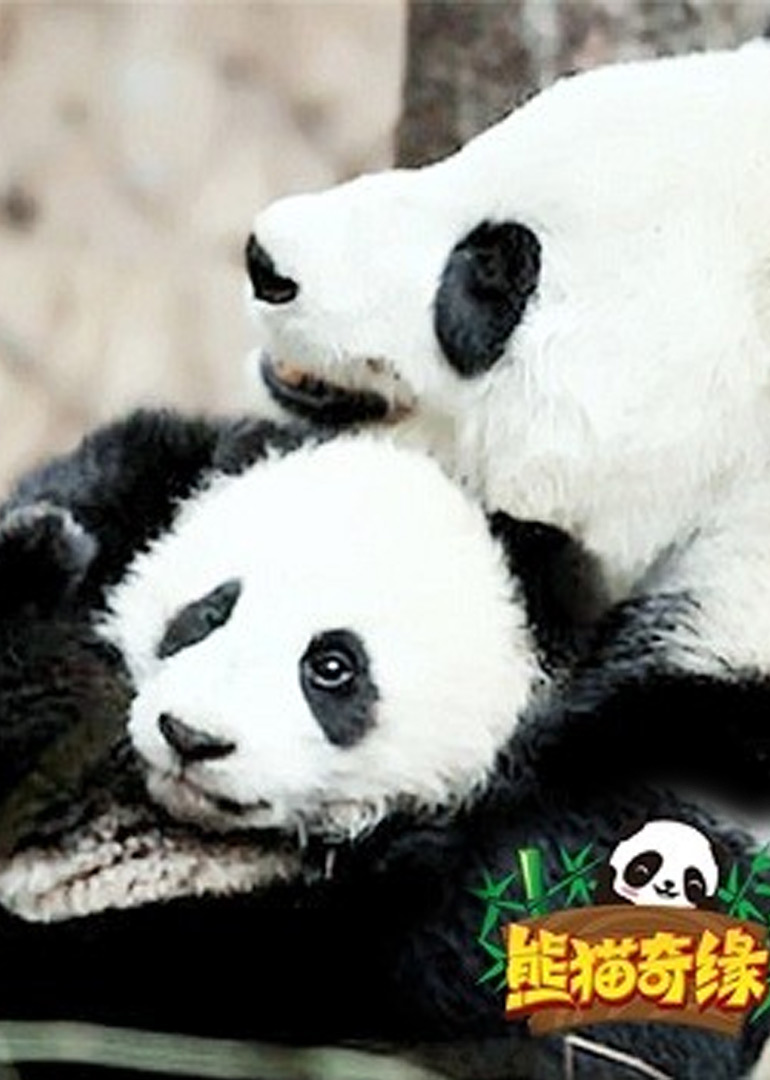 熊猫奇缘封面图