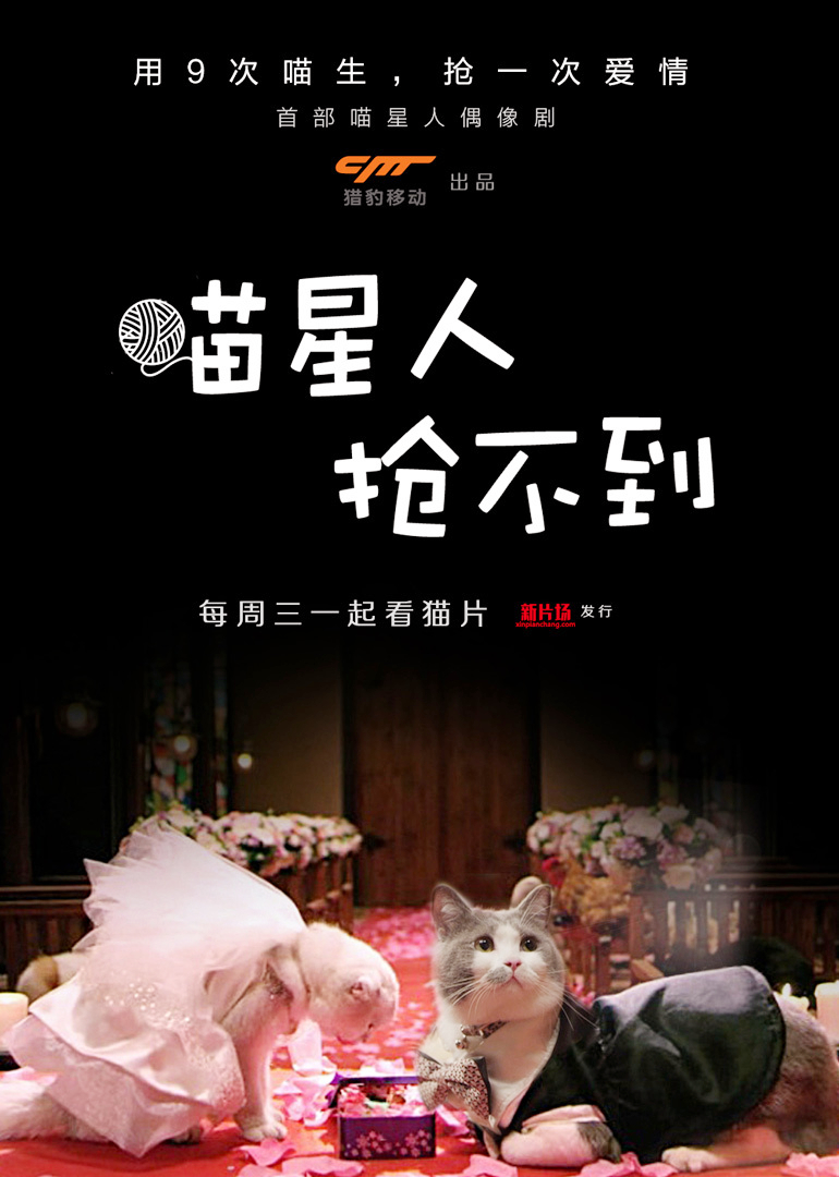 喵星人抢不到封面图