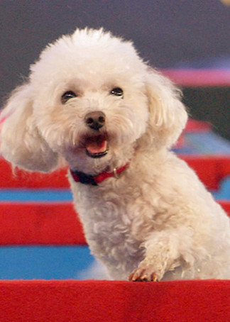 狗狗冲冲冲封面图